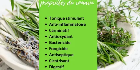 Plante aromatique aux multiples bienfaits, le romarin est tonique, anti-inflammatoire et digestif. Ses propriétés sont détaillées sur fond vert.