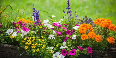 Un pot de **plante plein soleil** débordant de fleurs colorées : pétunias roses et blancs, œillets d'Inde orange vif et petites fleurs jaunes.