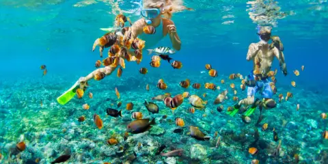 Två personer snorklar i klart, turkost vatten i Thailand, omgivna av en stim av färgglada fiskar.