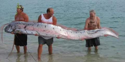 Tre uomini sorridono mentre tengono un pesce remo, un pesce che potrebbe far pensare a qual è il pesce più grande del mondo.
