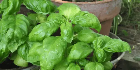 A lush basil plant with vibrant green leaves, ready to add flavor to any dish.