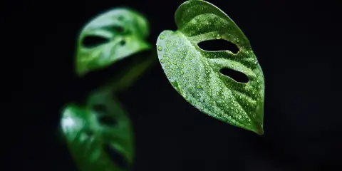 Kiedy monstera płacze, jej liście pokryte kroplami wody wyglądają jak łzy.