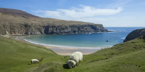 Får betar på en grön kulle med utsikt över en turkos vik och klippor. Kanske en dröm om att flytta till Irland?