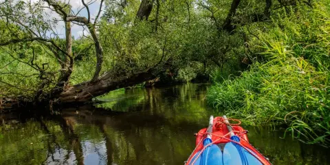 Płyniesz kajakiem przez malownicze Kaszuby. Zielone, bujne drzewa i trzciny tworzą naturalny tunel, a woda odbija ich piękno. Idealne kajaki Kaszuby trasy czekają na odkrycie.