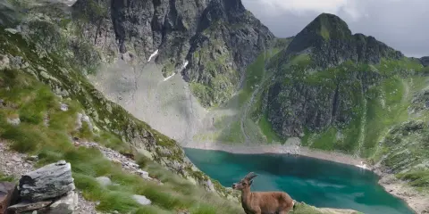 Un stambecco osserva il lago del diavolo, incastonato tra imponenti montagne verdi e rocciose.