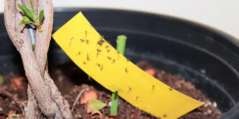 Un piège jaune collant est couvert de mouches de terreau, signe d'une infestation dans le pot de la plante.
