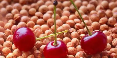 Pestki w wiśniówce: Ryzyko czy smak? Zrób bezpieczną nalewkę!
