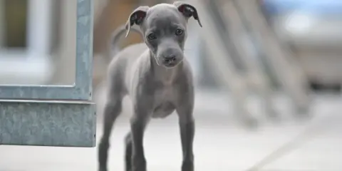 Un adorable chiot lévrier italien, tout gris, regarde curieusement la caméra.