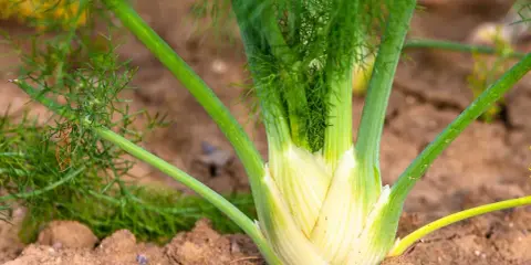 Gros bulbe de fenouil blanc et vert, prêt à être récolté. Les feuilles plumeuses s'élèvent au-dessus de la terre. Savoir quand récolter le fenouil est essentiel pour un goût optimal.