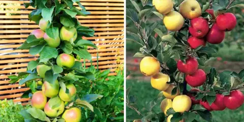 Jabłoń do ogrodu: Odporna, smaczna i łatwa w uprawie? Sprawdź!