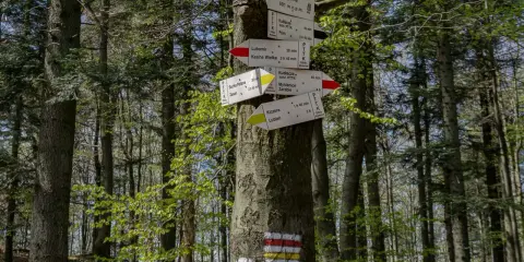 Leśny drogowskaz na trasie lubomir. Wskazuje kierunki do Kudłaczy, Kasiny Wielkiej, Myślenic i innych.
