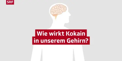 Gehirn-Illustration mit Text: Wie wirkt Kokain in unserem Gehirn? SRF.