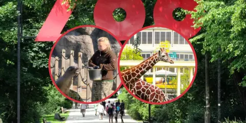 Wielkie czerwone litery "ZOO" nad alejką. W środku koła: pracownik karmi foki, żyrafa na tle budynku. To wspaniały dzień w zoo w Polsce!