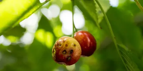 Deux cerises sur une branche, l'une est saine, l'autre montre des signes de maladie du cerisier avec des taches sombres.
