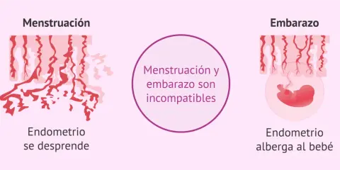 Ilustración compara menstruación (endometrio se desprende) y embarazo (endometrio alberga al bebé). Menstruación y embarazo son incompatibles.