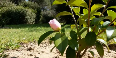 Un camélia en pot, avec un bouton rose pâle prêt à éclore, se dresse sur un sol sablonneux, entouré de verdure luxuriante.