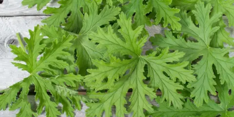 Liście pelargonii pachnącej, znanej z tego, że **anginka na co pomaga**, ułożone na drewnianym tle.