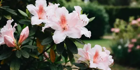 Magnifique floraison d'azalées roses pâles, leurs pétales délicats s'ouvrant sur un jardin verdoyant.