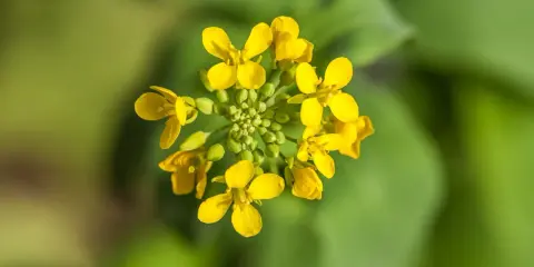 Grappe de petites fleurs jaunes vives, une fleur de moutarde éclatante sur fond vert flou.