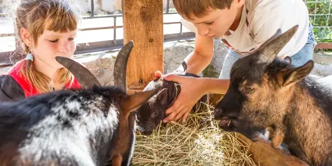 Dzieci głaszczą prosiaczka i kozy na agroturystyce ze zwierzętami.
