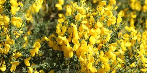 Gęsty krzew **ulex europaeus** obsypany jaskrawożółtymi kwiatami, tworzący słoneczny dywan.