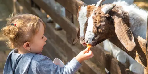 Dziecko karmi kozę marchewką w zoo. Sprawdź zoo kraków cennik, by poznać ceny biletów i atrakcje.