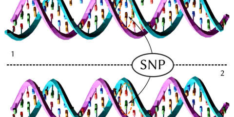 Dos hebras de ADN, una con una variación que representa un SNP (Polimorfismo de Nucleótido Único).