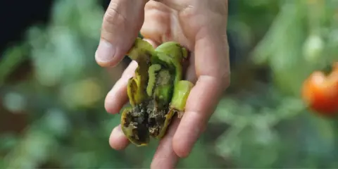 Main d'un jardinier tenant une tomate abîmée par la noctuelle de la tomate. Traitement nécessaire pour protéger les cultures.