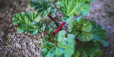 Jeune plant de rhubarbe aux feuilles vertes et nervurées, tiges rouges. Le purin de rhubarbe est un excellent engrais naturel.