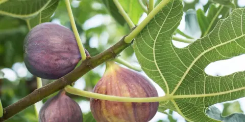 Reife Feigen hängen an einem Ast. Bald ist Zeit für den Feigenbaum schneiden, um die Ernte zu fördern.