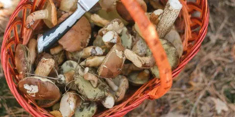 Koszyk pełen borowików i podgrzybków, idealnych do zbierania w lesie. Nóż czeka na kolejne znaleziska.