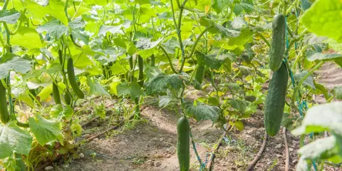 Des concombres mûrs pendent des tiges, une méthode ingénieuse pour cultiver les concombres en hauteur.