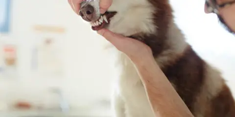 Weterynarz bada blade dziąsła u psa rasy husky. Pies ma biało-brązową sierść.