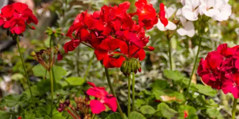 Czerwone i białe pelargonie kwitnące, idealne na słoneczny balkon. W tle widać dłonie osoby pielęgnującej rośliny.