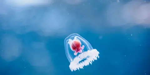 Una medusa immortale, che vive per sempre, nuota in un blu profondo.