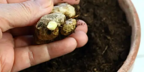 Dłoń trzyma kawałek kłącza imbiru z widocznym pąkiem, gotowy do posadzenia. Oto jak sadzić imbir.
