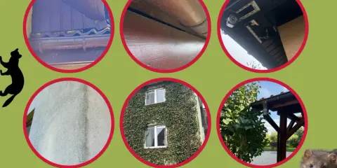 Kuna wchodzi na dach, pokazane są różne miejsca, gdzie może się dostać: rynny, drewniane elementy, pod okapem, ściana, zarośnięty dom i drzewa.