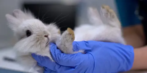 Ein Tierarzt behandelt ein Kaninchen, das auf dem Rücken liegt. Die Behandlung von Kokzidien ist wichtig für die Gesundheit des kleinen Tieres.