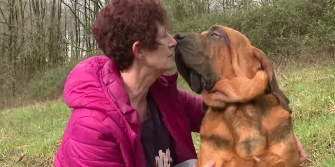 Une femme embrasse tendrement son chien Bruno Saint Hubert, un magnifique Saint-Bernard, dans un pré.