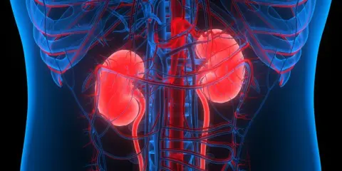 Anatomia nerek i naczyń krwionośnych. Obraz przedstawia, jak działają nerki, kluczowe dla życia, i co się dzieje, gdy dochodzi do niewydolności nerek.