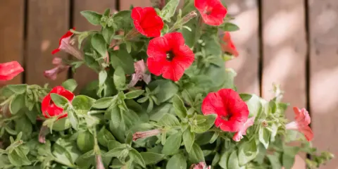 Vibrant red petunias bloom, their trumpet-shaped flowers reaching out. These plants are known to spread, creating a lush display of color.