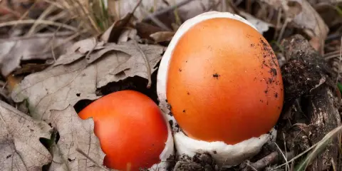Insalata di Ovuli: Ricetta, Sicurezza e Segreti del Fungo Reale