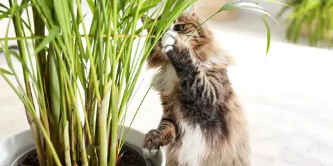 Puszysty kotek bada liście rośliny, zastanawiając się, czy calathea jest trująca dla kota.
