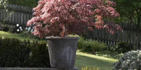 En rödbladig japansk lönn i kruka, perfekt för att plantera pion på våren i en vacker trädgård.
