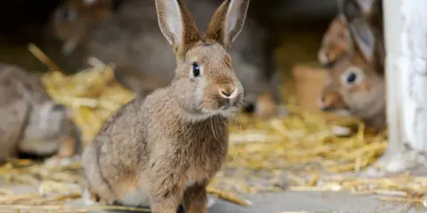 Ein neugieriges, braunes Kaninchen sitzt im Stroh. Im Hintergrund sind weitere Kaninchen zu sehen.