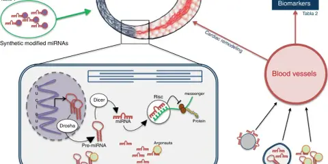 Diagrama ilustra la terapia con micro ARN sintéticos modificados para tratar IAM, su procesamiento celular y su rol como biomarcadores en vasos sanguíneos.