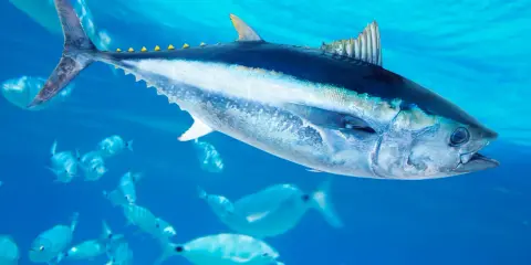 Un maestoso blauflossen thunfisch nuota tra banchi di pesci più piccoli in acque blu cristalline.