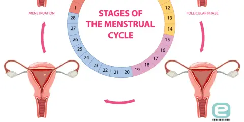 Cykl menstruacyjny: faza lutealna, owulacja, faza folikularna i menstruacja. Schemat przedstawia narządy rozrodcze kobiety i fazy cyklu.