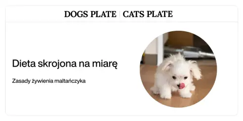 Zasady żywienia maltańczyka: dieta skrojona na miarę dla Twojego pupila.