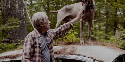 A man pets a Weimaraner standing on a rusted car roof in a forest, a scene reminiscent of William Wegman's most famous photos.